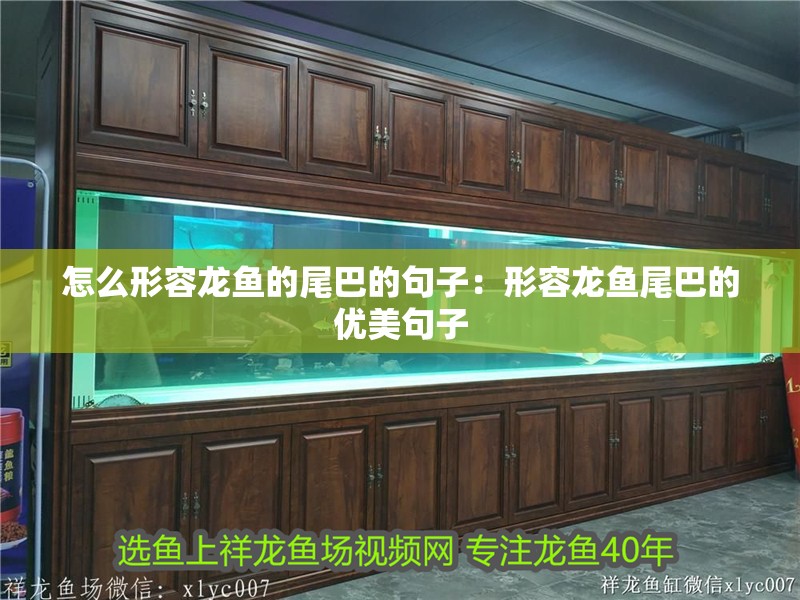 怎么形容龍魚的尾巴的句子：形容龍魚尾巴的優美句子 怎么形容龍魚的尾巴的句子：形容龍魚尾巴的優美句子 龍魚百科