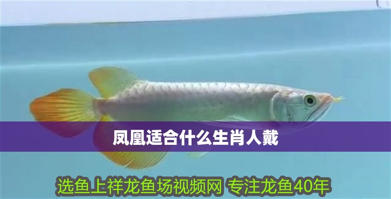 鳳凰適合什么生肖人戴