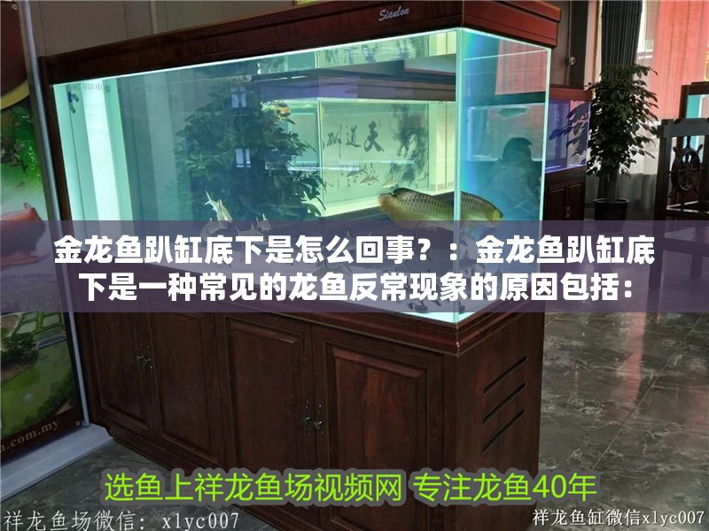金龍魚趴缸底下是怎么回事？：金龍魚趴缸底下是一種常見的龍魚反常現象的原因包括：