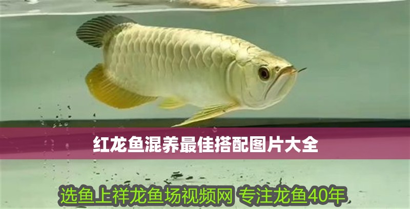 紅龍魚混養最佳搭配圖片大全