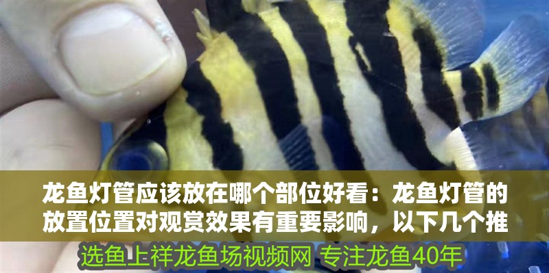 龍魚燈管應(yīng)該放在哪個部位好看：龍魚燈管的放置位置對觀賞效果有重要影響，以下幾個推薦