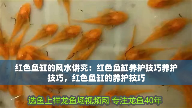 紅色魚缸的風水講究：紅色魚缸養護技巧養護技巧，紅色魚缸的養護技巧