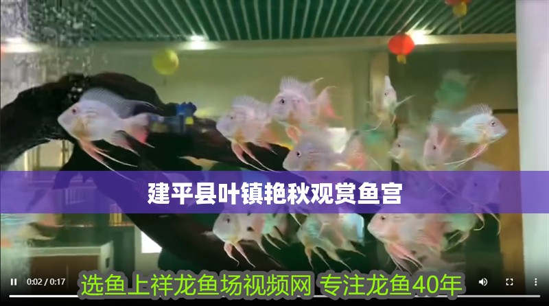 <strong><mark>建平</mark></strong>縣葉鎮艷秋觀賞魚宮