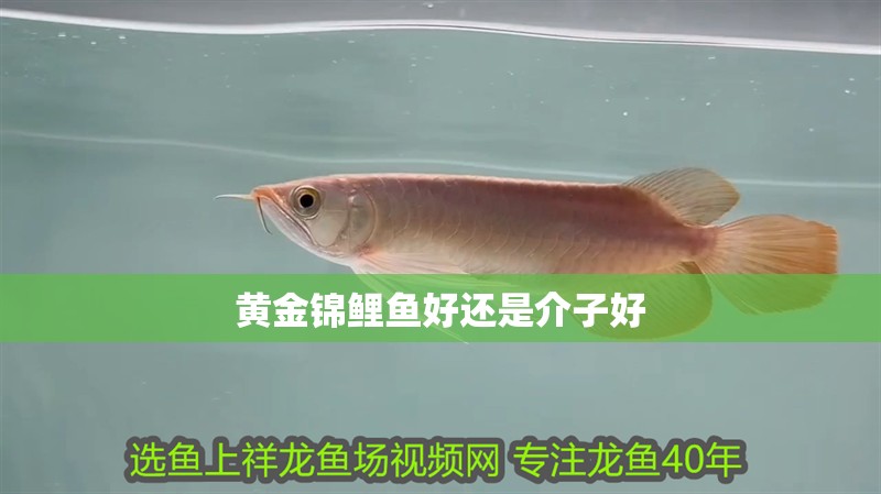 黃金錦鯉魚(yú)好還是介子好 黃金錦鯉魚(yú)好還是介子好 龍魚(yú)論壇