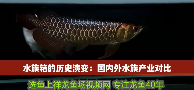水族箱的歷史演變：國內外水族產業對比