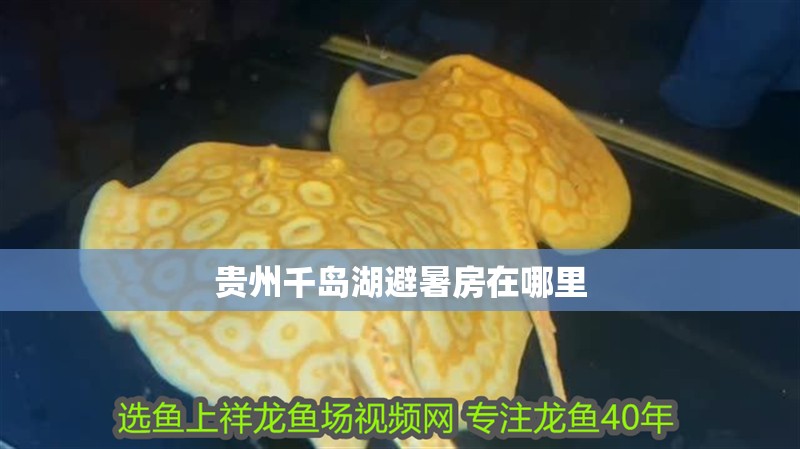 虎魚天天黑來點赤瞳黃金 貴州千島湖避暑房在哪里 龍魚論壇 貴州千島湖避暑房在哪里 貴州千島湖避暑房在哪里 龍魚論壇