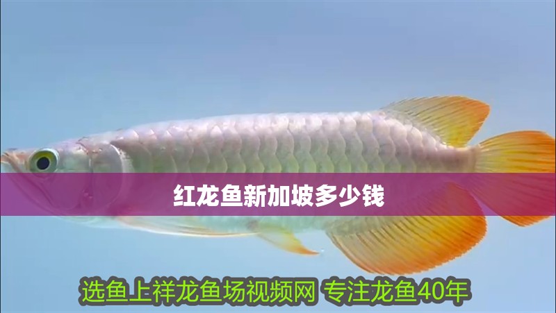 紅龍魚新加坡多少錢 紅龍魚新加坡多少錢 龍魚論壇