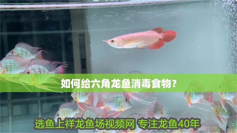 如何給六角龍魚消毒食物？ 如何給六角龍魚消毒食物？ 水族問答