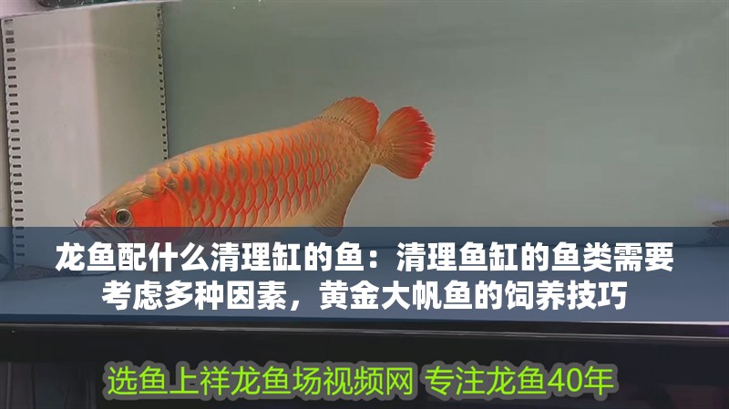 龍魚配什么清理缸的魚：清理魚缸的魚類需要考慮多種因素，黃金大帆魚的飼養技巧