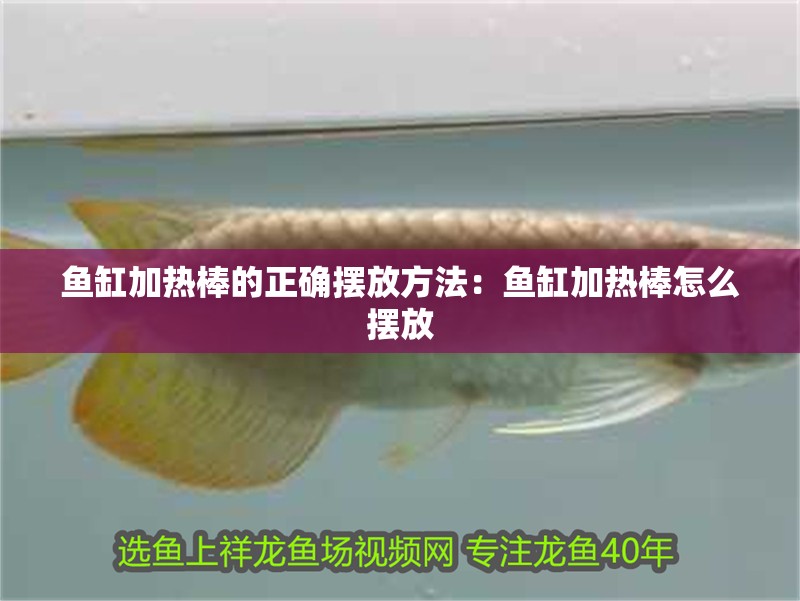 鸚鵡魚和銀龍魚混養怎樣喂食 魚缸加熱棒的正確擺放方法:魚缸加熱棒怎么擺放 魚缸百科 魚缸加熱棒的正確擺放方法:魚缸加熱棒怎么擺放 魚缸加熱棒的正確擺放方法:魚缸加熱棒怎么擺放 魚缸百科