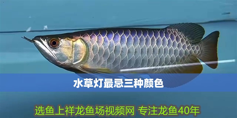 水草燈最忌三種顏色