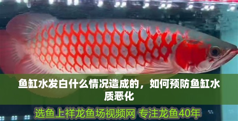 魚缸水發白什么情況造成的，如何預防魚缸水質惡化 魚缸水發白什么情況造成的，如何預防魚缸水質惡化 龍魚百科