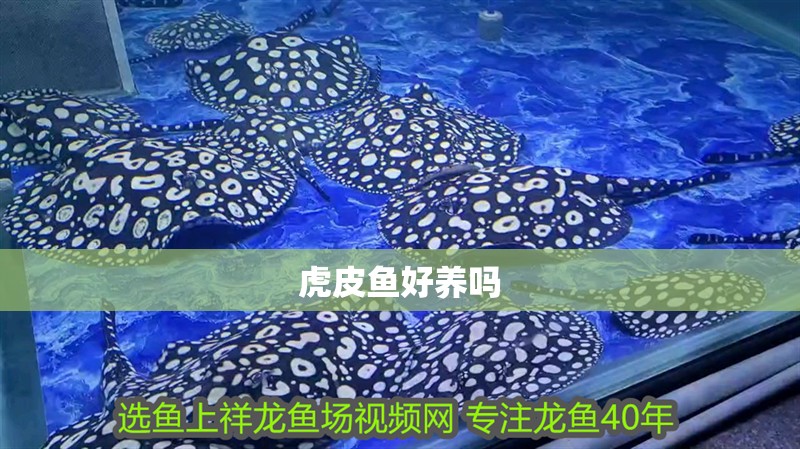 虎皮魚好養嗎