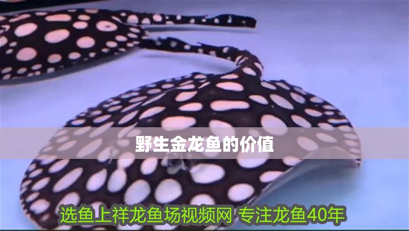 野生金龍魚(yú)的價(jià)值