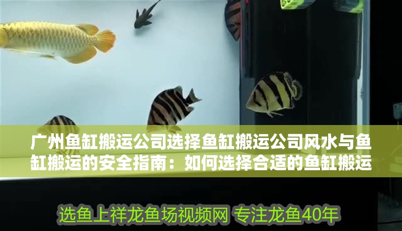 廣州魚缸搬運公司選擇魚缸搬運公司風(fēng)水與魚缸搬運的安全指南：如何選擇合適的魚缸搬運公司