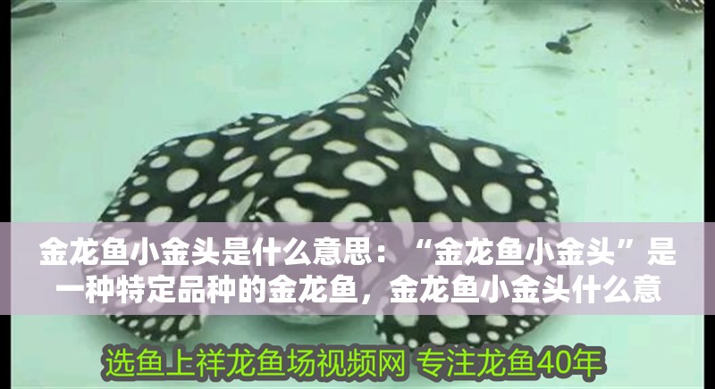 魚缸用增氧泵價格是多少:魚缸增氧機-xtrac增氧機-xtrac增氧機 金龍魚小金頭是什么意思:“金龍魚小金頭”是一種特定品種的金龍魚,金龍魚小金頭什么意思 龍魚百科 金龍魚小金頭是什么意思:“金龍魚小金頭”是一種特定品種的金龍魚,金龍魚小金頭什么意思 金龍魚小金頭是什么意思:“金龍魚小金頭”是一種特定品種的金龍魚,金龍魚小金頭什么意思 龍魚百科