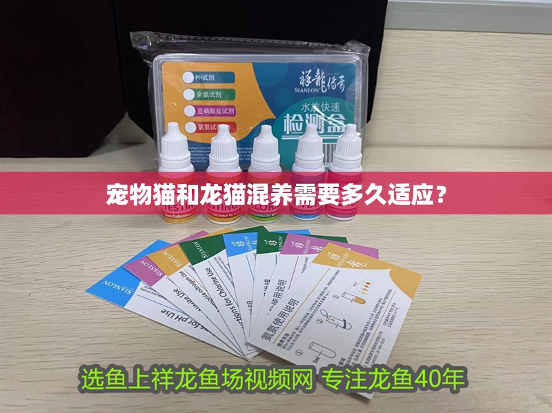 寵物貓和龍貓混養需要多久適應？ 寵物貓和龍貓混養需要多久適應？ 龍魚百科