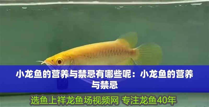 小龍魚的營養與禁忌有哪些呢：小龍魚的營養與禁忌