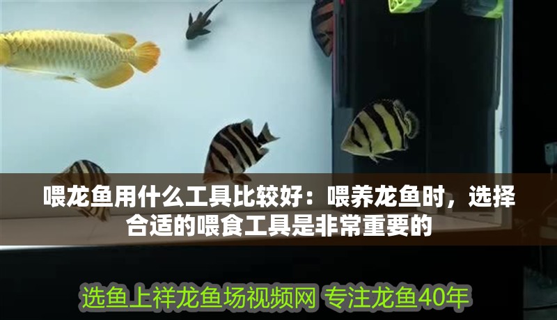 喂龍魚用什么工具比較好：喂養龍魚時，選擇合適的喂食工具是非常重要的