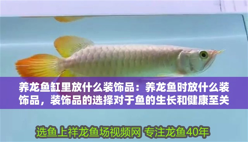 養(yǎng)龍魚缸里放什么裝飾品：養(yǎng)龍魚時放什么裝飾品，裝飾品的選擇對于魚的生長和健康至關(guān)重要