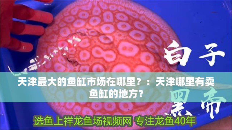 天津最大的魚缸市場在哪里？：天津哪里有賣魚缸的地方？