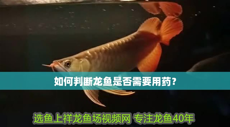 如何判斷龍魚是否需要用藥？