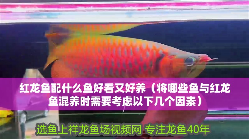 紅龍魚配什么魚好看又好養(yǎng)（將哪些魚與紅龍魚混養(yǎng)時(shí)需要考慮以下幾個(gè)因素）