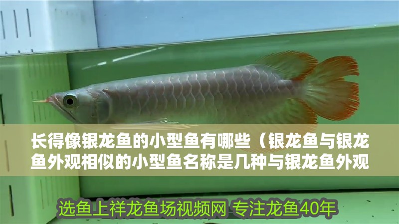 長得像銀龍魚的小型魚有哪些（銀龍魚與銀龍魚外觀相似的小型魚名稱是幾種與銀龍魚外觀相似的小型魚）