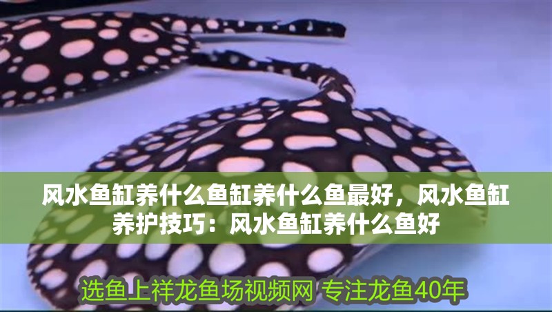 風水魚缸養什么魚缸養什么魚最好，風水魚缸養護技巧：風水魚缸養什么魚好