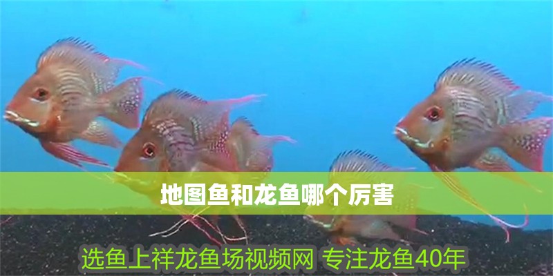 地圖魚和龍魚哪個厲害