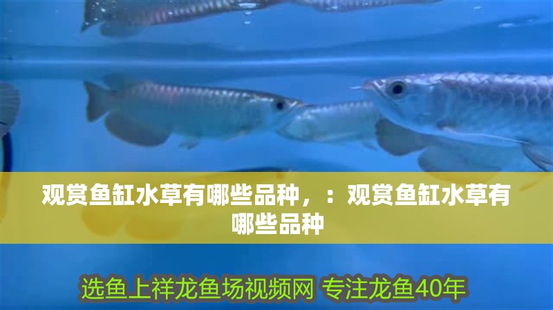觀賞魚缸水草有哪些品種，：觀賞魚缸水草有哪些品種