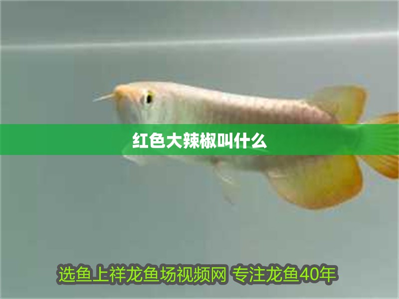 紅色大辣椒叫什么 紅色大辣椒叫什么 龍魚論壇
