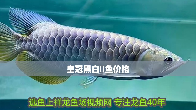 魚(yú)缸用增氧泵價(jià)格是多少:魚(yú)缸增氧機(jī)-xtrac增氧機(jī)-xtrac增氧機(jī) 皇冠黑白魟魚(yú)價(jià)格 龍魚(yú)論壇 皇冠黑白魟魚(yú)價(jià)格 皇冠黑白魟魚(yú)價(jià)格 龍魚(yú)論壇