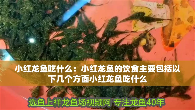 鸚鵡魚和銀龍魚混養(yǎng)怎樣喂食 小紅龍魚吃什么:小紅龍魚的飲食主要包括以下幾個(gè)方面小紅龍魚吃什么 龍魚百科 小紅龍魚吃什么:小紅龍魚的飲食主要包括以下幾個(gè)方面小紅龍魚吃什么 小紅龍魚吃什么:小紅龍魚的飲食主要包括以下幾個(gè)方面小紅龍魚吃什么 龍魚百科