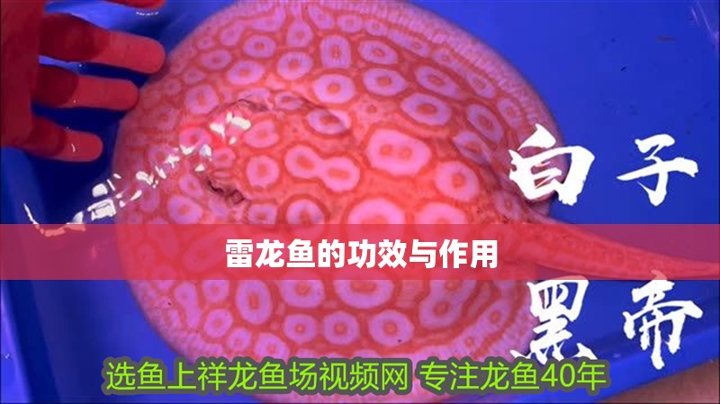 雷龍魚的功效與作用 雷龍魚的功效與作用 龍魚論壇