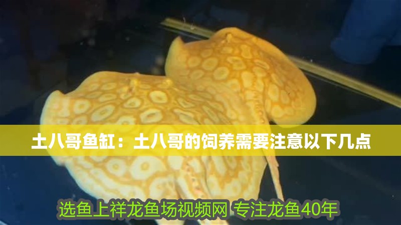 土八哥魚缸：土八哥的飼養需要注意以下幾點