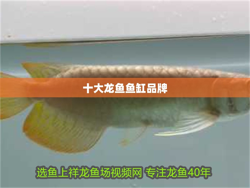十大龍魚魚缸品牌
