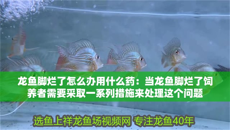龍魚腳爛了怎么辦用什么藥：當龍魚腳爛了飼養者需要采取一系列措施來處理這個問題