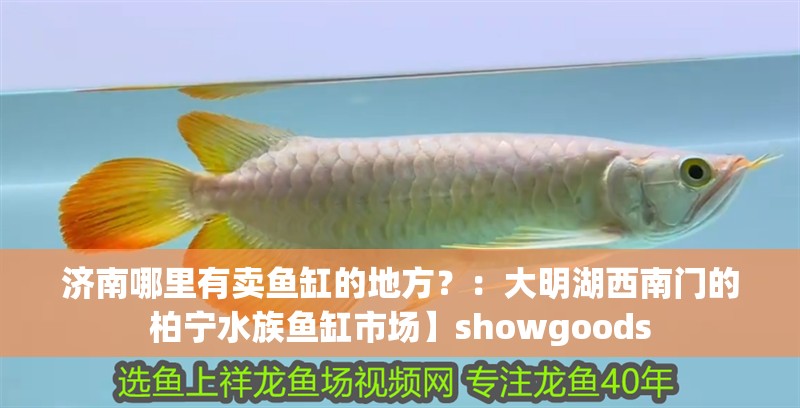 濟南哪里有賣魚缸的地方？：大明湖西南門的柏寧水族魚缸市場】showgoods
