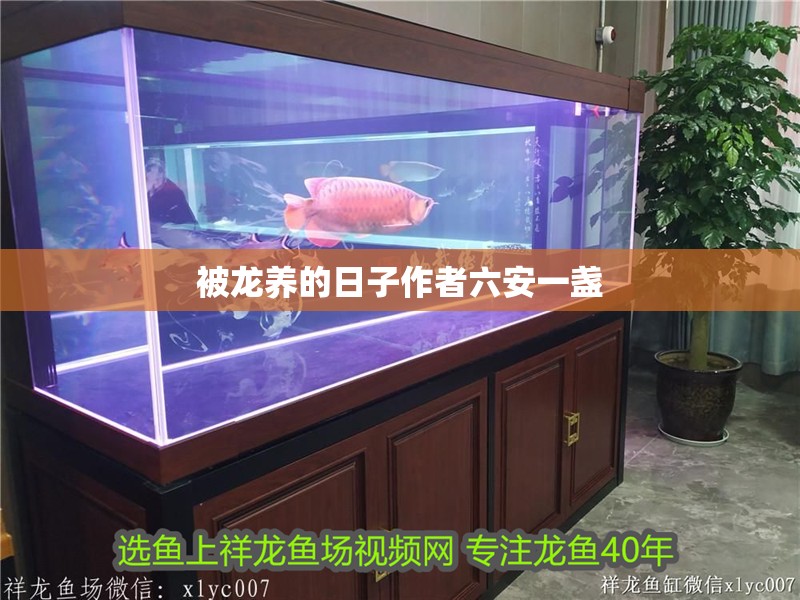 被龍養的日子作者六安一盞