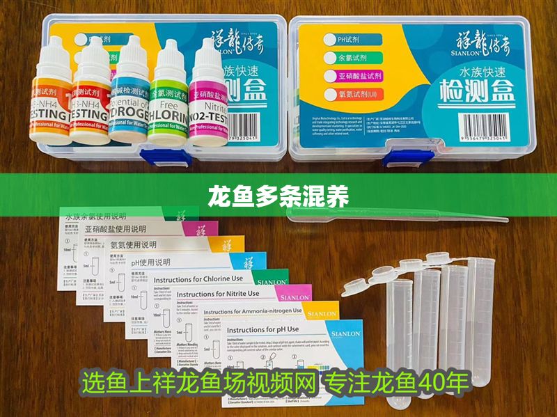 龍魚多條混養(yǎng)