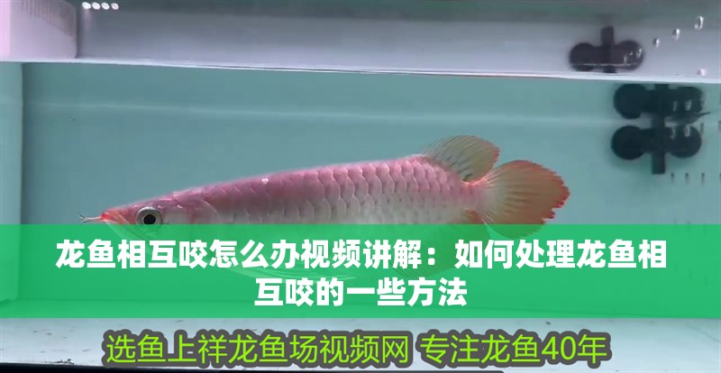 龍魚相互咬怎么辦視頻講解：如何處理龍魚相互咬的一些方法