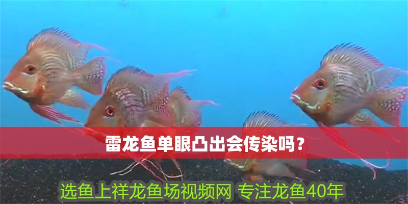 雷龍魚單眼凸出會傳染嗎？