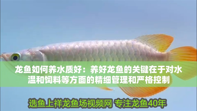 龍魚如何養水質好：養好龍魚的關鍵在于對水溫和飼料等方面的精細管理和嚴格控制