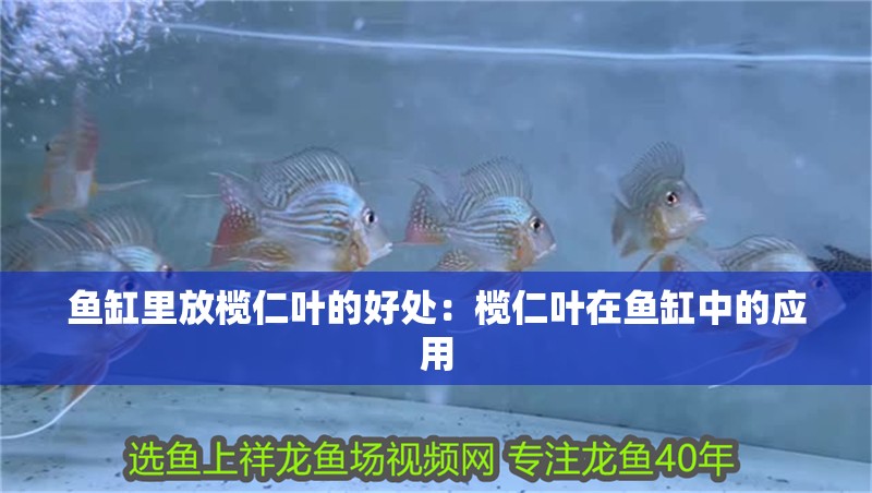 魚缸里放欖仁葉的好處：欖仁葉在魚缸中的應用