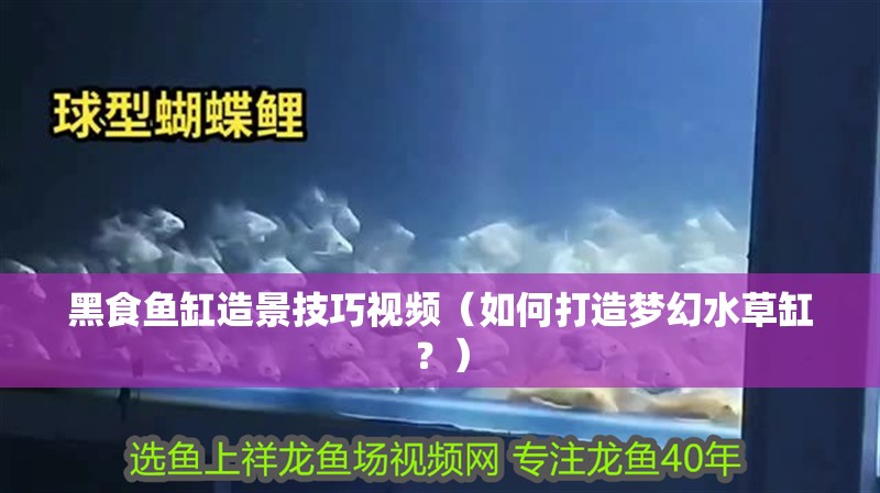 黑食魚缸造景技巧視頻（如何打造夢幻水草缸？） 黑食魚缸造景技巧視頻（如何打造夢幻水草缸？） 魚缸百科