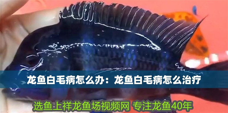 龍魚白毛病怎么辦：龍魚白毛病怎么治療