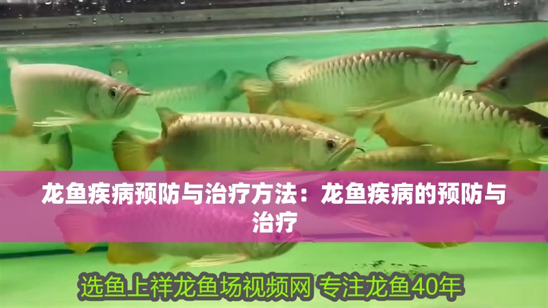龍魚疾病預防與治療方法：龍魚疾病的預防與治療