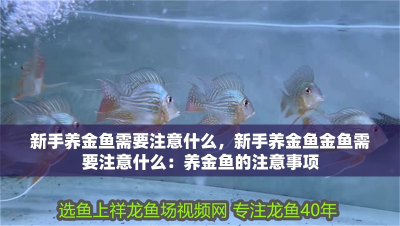 新手養金魚需要注意什么，新手養金魚金魚需要注意什么：養金魚的注意事項 新手養金魚需要注意什么，新手養金魚金魚需要注意什么：養金魚的注意事項 魚缸百科