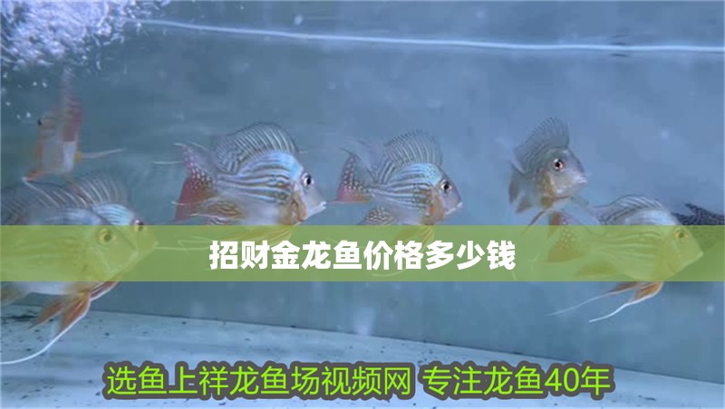 招財金龍魚價格多少錢